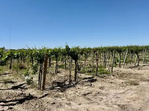 VENTA FINCA EN LUJAN DE CUYO