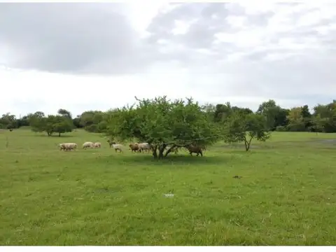 3 Lotes de 10000m2 con magnífica ubicación!  Calle Pública a metros de Bv. Pueyrredón y Nueva T...