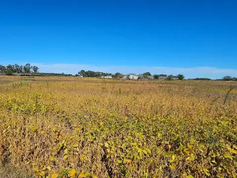 Venta Campo en Navarro  32 Has.  OPORTUNIDAD