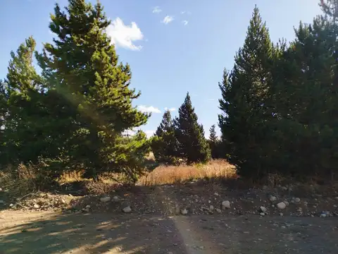 Bedini y Guido Spano