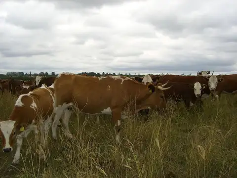 EXCELENTE CAMPO MIXTO