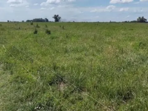 Campo en venta - 173 Hectáreas - Gonzalez Risos