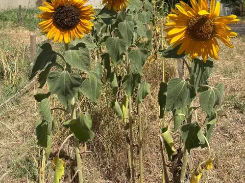 Terreno en Venta de 1200,0 m2