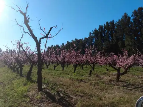 Terreno en Venta 50  mts Fondo