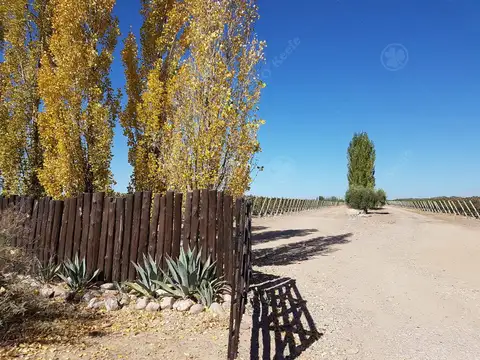 Viñedo Premium de altura en Mendoza en venta sobre Fracción de 23 Has - Oportunidad