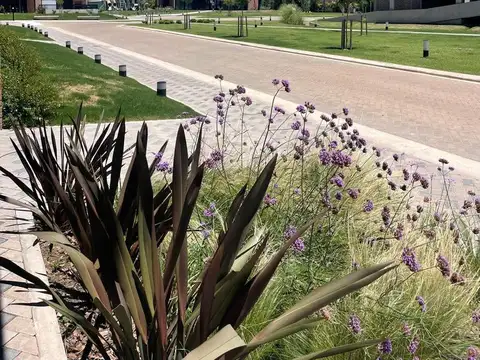 Ingeniero Leon Miglierini al 600