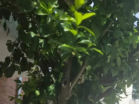 Depto Tipo Casa en Venta de 2 ambientes