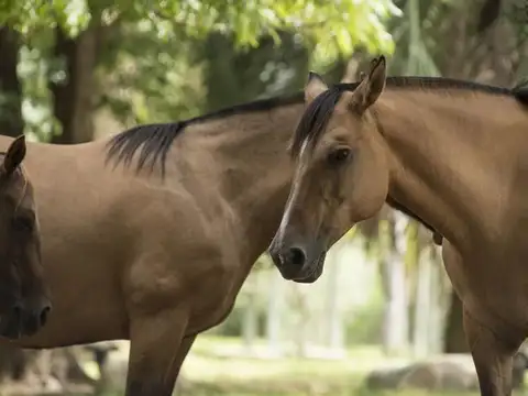 Terreno en Venta de 32821,0 m2