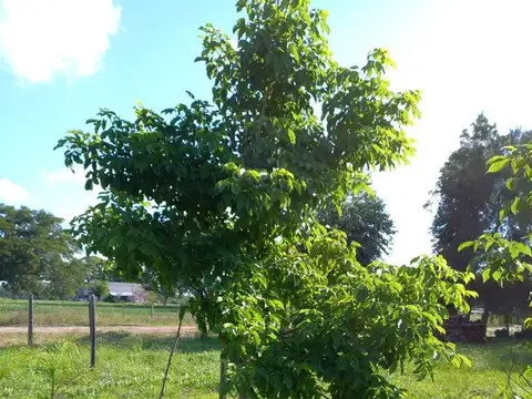 Féliz Benítez 1500