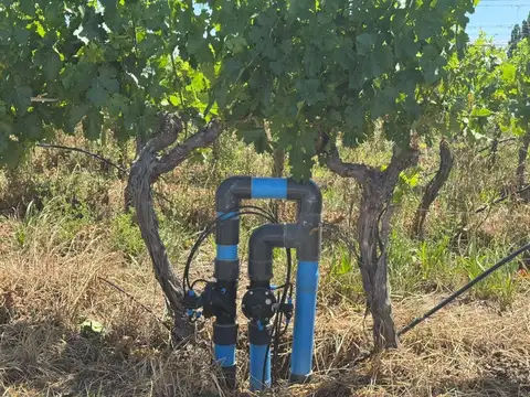 VENTA FINCA EN PEDRIEL LUJAN DE CUYO