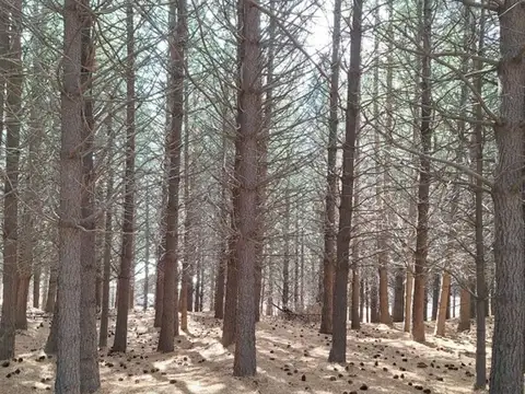 Terreno en Venta en San Martin De Los Andes, USD 33.000