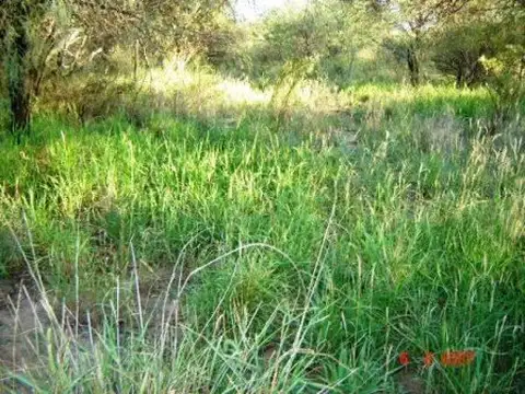 Un campo para no perder 635 hectareas con acuifero. OPORTUNIDAD