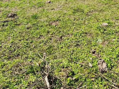 VENTA TERRENO JOAQUIN SUAREZ RUTA 84 6.5 HECTÁREAS