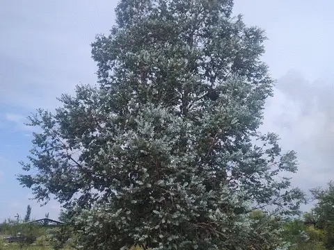 Terreno en Venta 50  mts Fondo