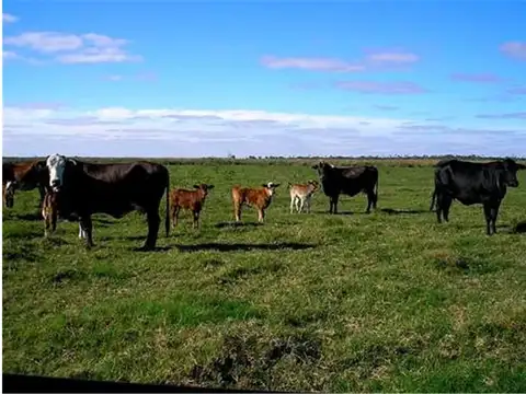 CAMPO CRIA Y RECRIA 5.000 HAS CUENCA DEL SALADO BIEN UBICADO