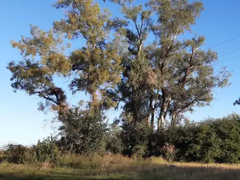 24 has agrícolas, con arboleda. Excelentes 