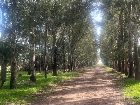 Campo en venta en San Cayetano, Provincia de Buenos Aires