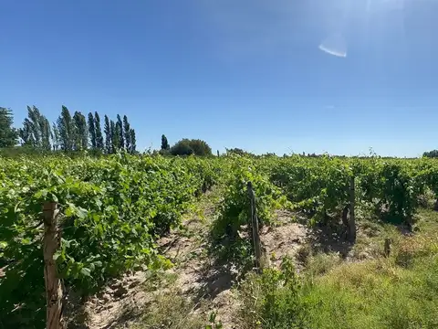 VENTA FINCA PRODUCTIVA - SAN MARTIN, MENDOZA.