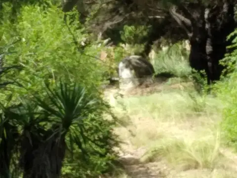 4,5 HECTAREAS TOTALMENTE ARBOLADAS CON SALIDA A CALLE 32 DE VILLA GESELL