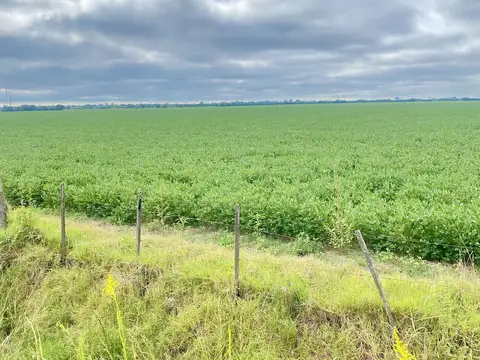 Campo Zona Norte - 164 HA Agricolas - San Nicolas De Los Arroyos