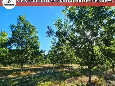 10 hectáreas nuez pecan más mejoras