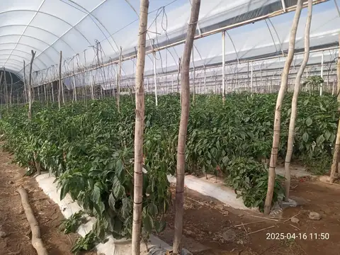 Cipolletti -Rio Negro