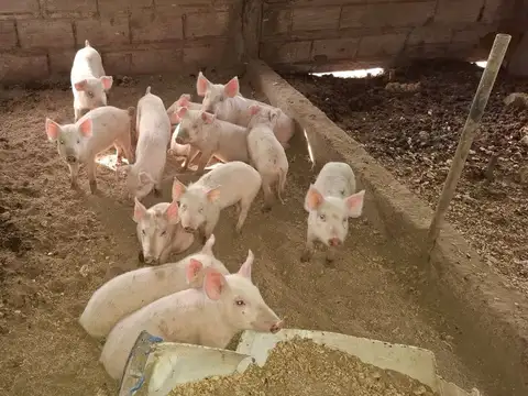 CAMPO, 6,5 HECTAREAS, SAN VICENTE, PCIA. DE BS AS