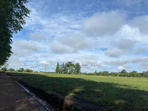 Bartolome ,gallo 100