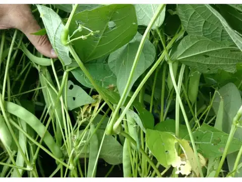 Embarcación. Paraje Padre Lozano. RP Nº 53. Km 100