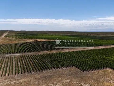 Campo en Venta Frutícola