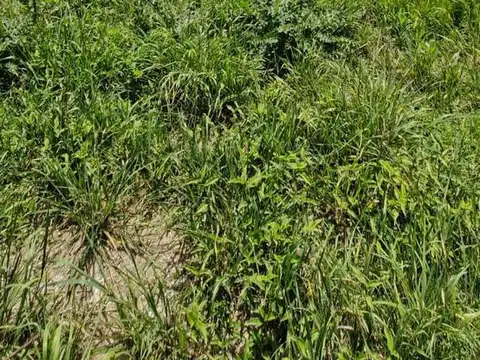 Terreno en Venta en Maximo Paz, USD 54.000