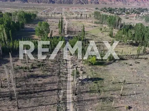 General Racedo y Fernandez oro