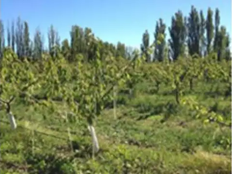 Campo en Venta Chacra