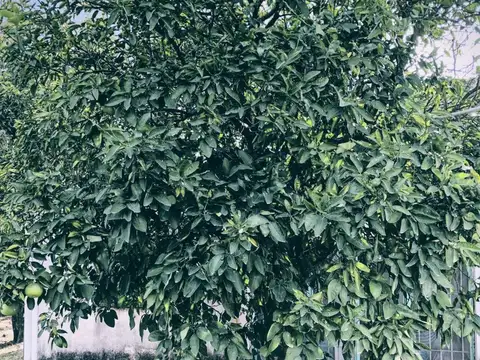 Casa a refaccionar y gran terreno en Nogoyá