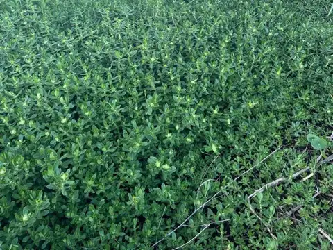 Terreno en Venta de 797,0 m2