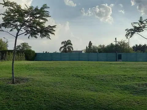 De Los Pensamientos e/ de los Aster y de las Petunias