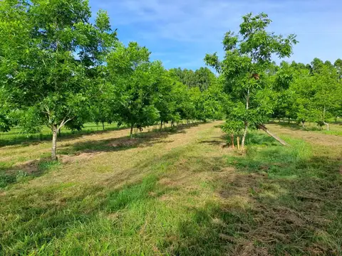 Campo - Venta - Argentina, Concordia