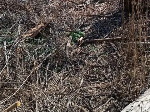 5 de octubre, Colonia las rosas, Tunuyan