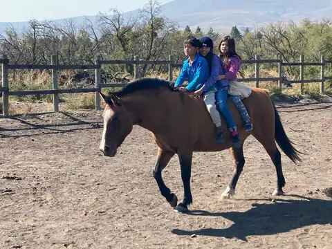VENTA FONDO DE COMERCIO - ESCUELA DE EQUITACION HUECHULAFQUE 100