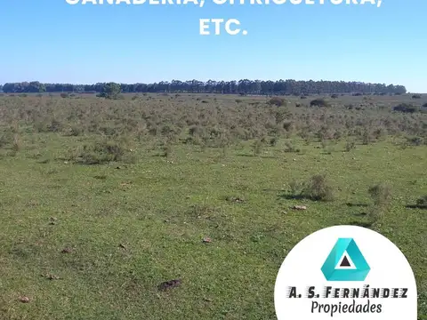 CAMPO APTO FORESTACIÓN / CITRICULTURA/ GANADERIA