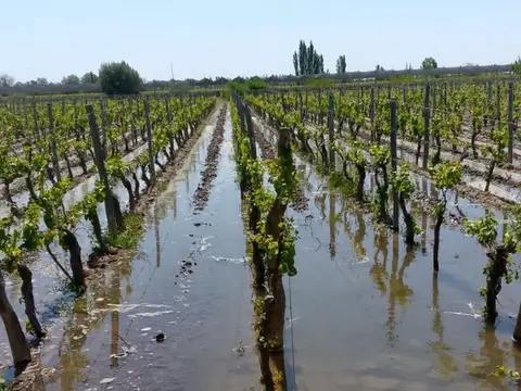 FINCA EN VENTA DE MALBEC EN MEDRANO