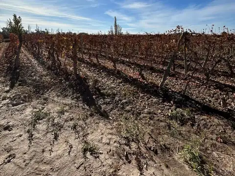 FINCA EN VENTA DE MALBEC EN MEDRANO