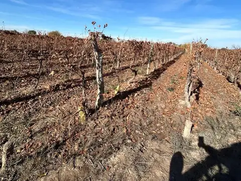 FINCA EN VENTA DE MALBEC EN MEDRANO