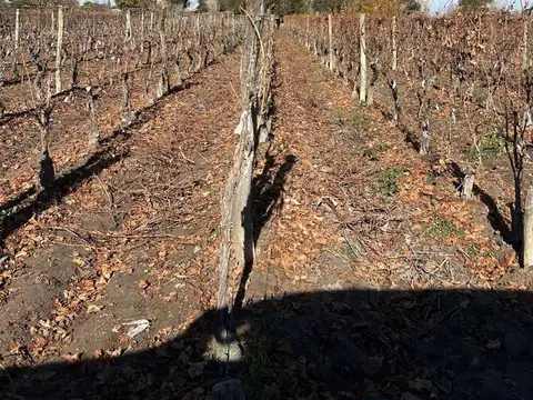 FINCA EN VENTA DE MALBEC EN MEDRANO
