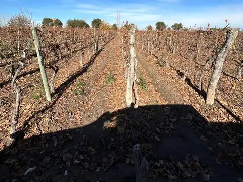 FINCA EN VENTA DE MALBEC EN MEDRANO