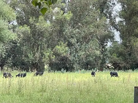 5ha en venta Tandil