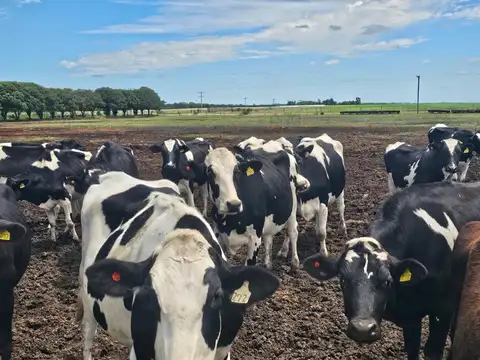 Tambo Establecimiento La Taberna