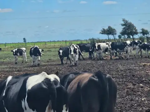 Tambo Establecimiento La Taberna