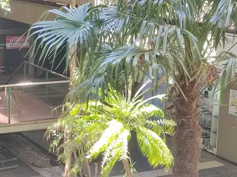 Local en Alquiler en Microcentro, $ 250.000