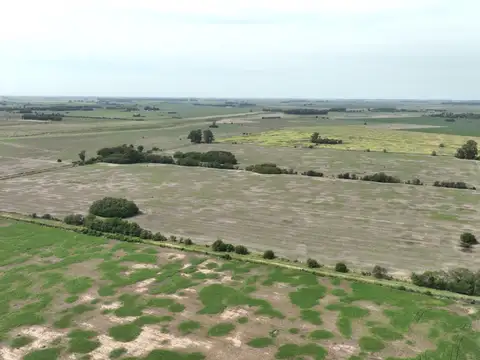 55 Has. Campo agrícola en Carmen de Areco